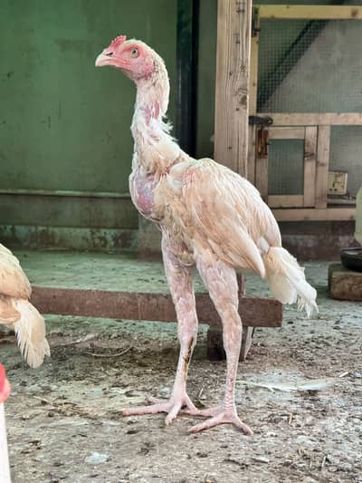 Heera Pair Aseel With Cage