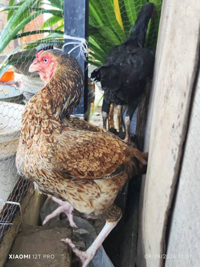 Exchange possible. Qandhari Galwi female/ Heera frill Aseel