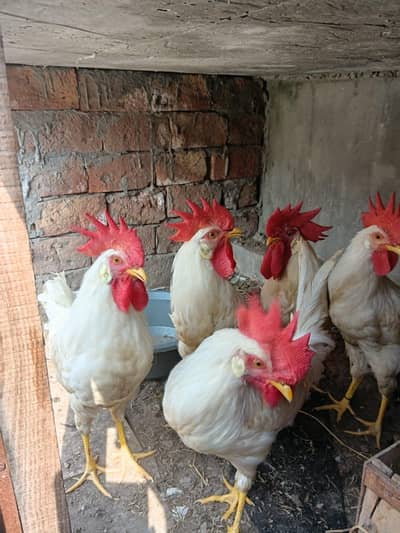 misri hens