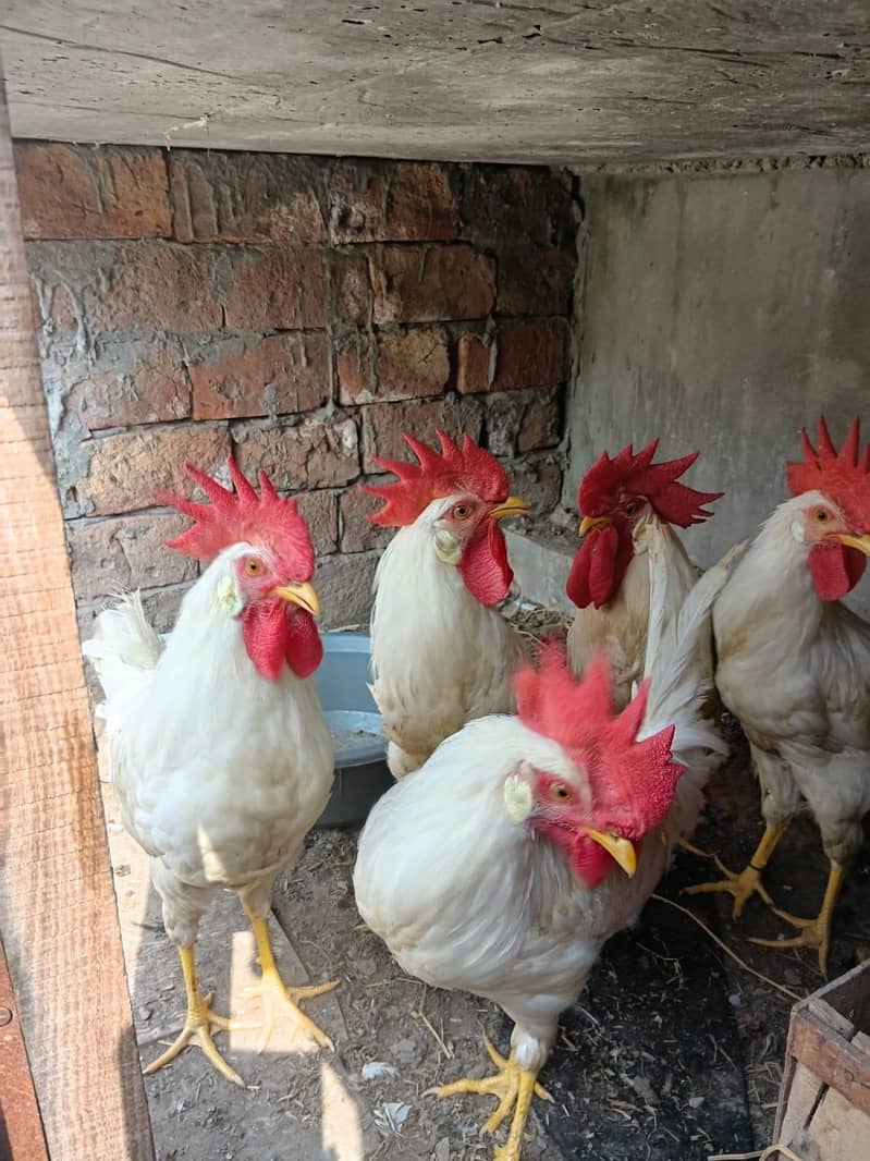 misri hens 0