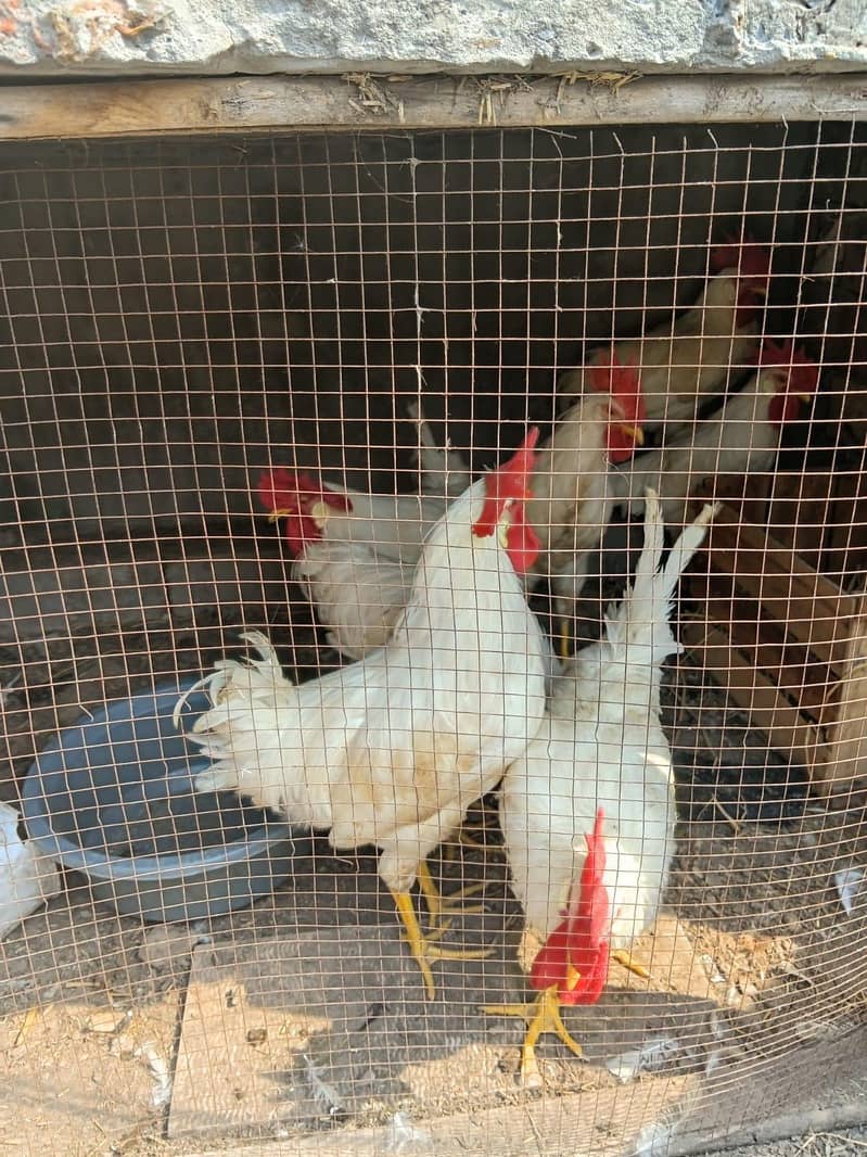 misri hens 2