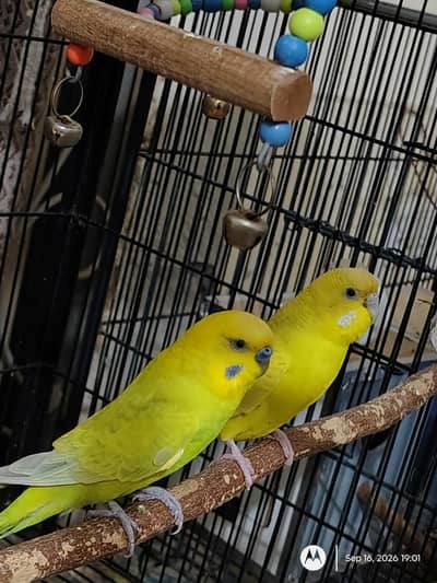 Budgie Breeder Pair
