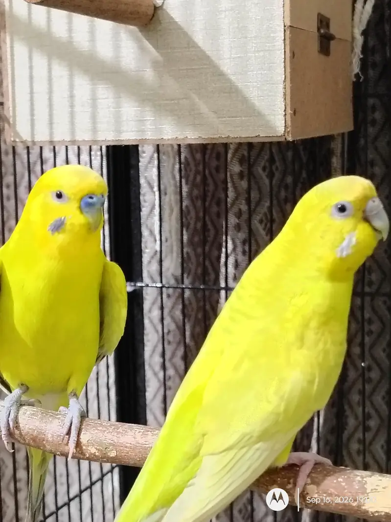 Budgie Breeder Pair — photo 2