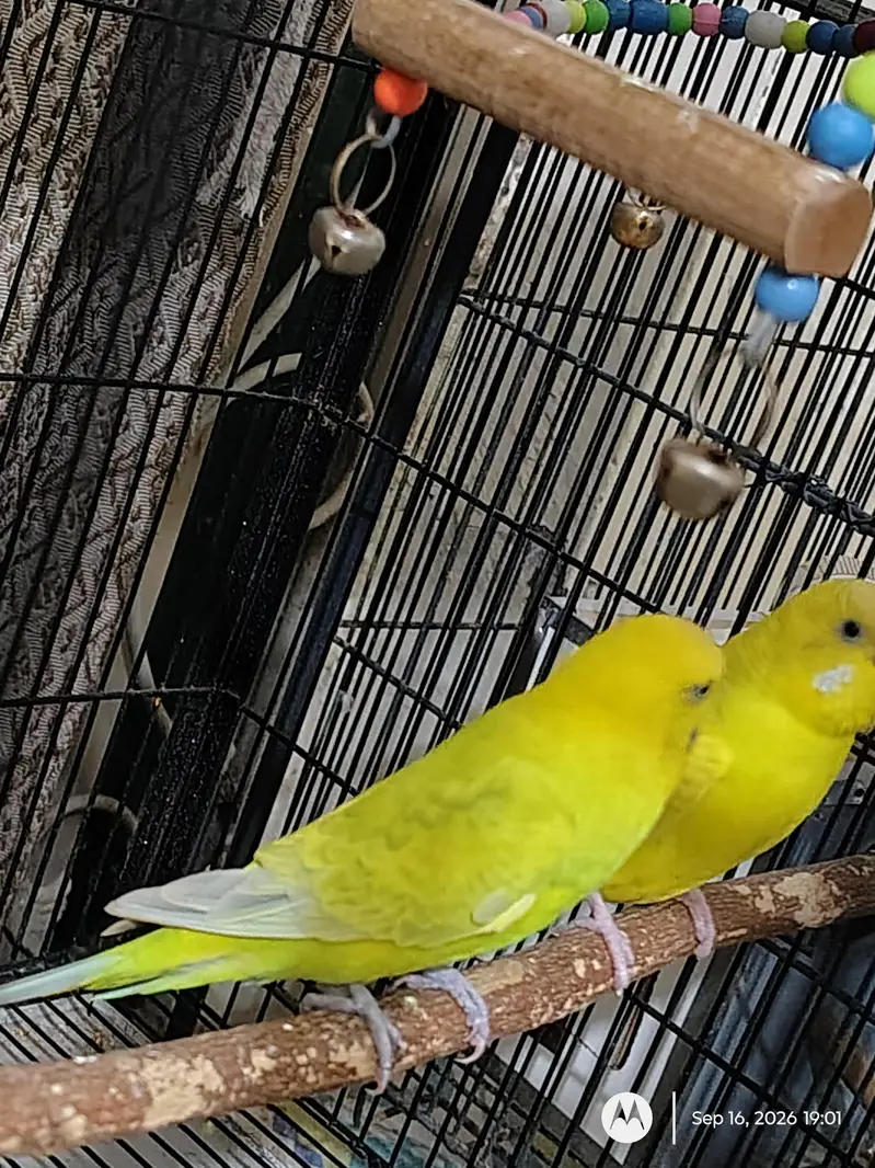 Budgie Breeder Pair — photo 3
