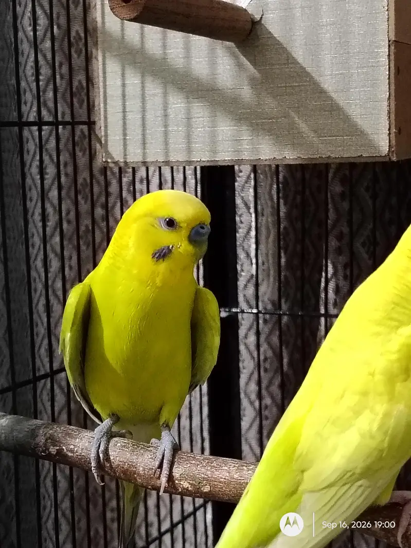 Budgie Breeder Pair — photo 4