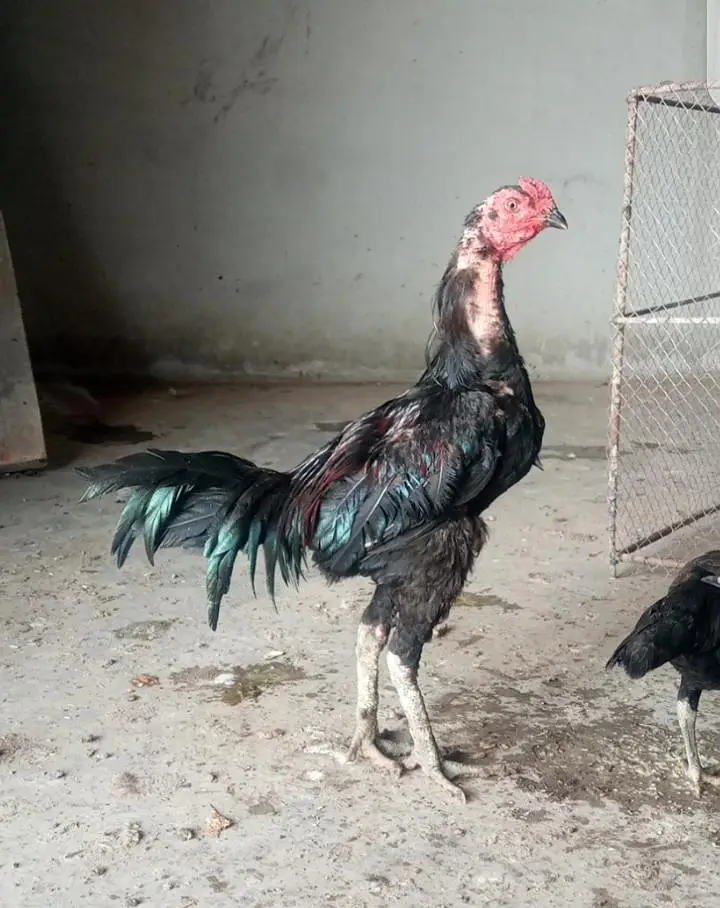 Thai Dragon and thaiburmi chicks high quality — photo 3