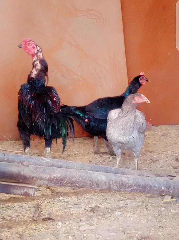 Thai Dragon and thaiburmi chicks high quality — photo 4
