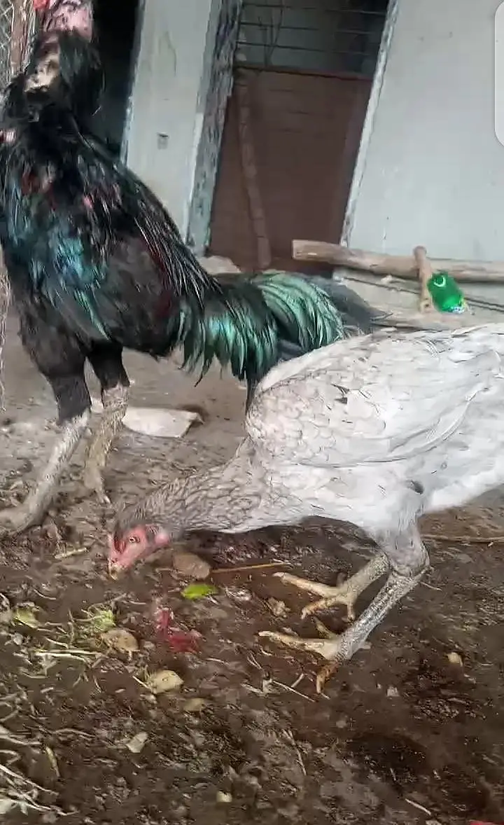 Thai Dragon and thaiburmi chicks high quality — photo 6