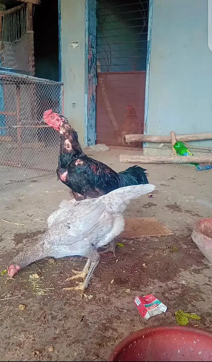 Thai Dragon and thaiburmi chicks high quality — photo 7