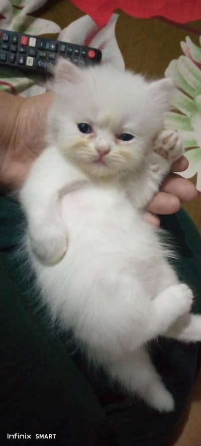kittens for sale