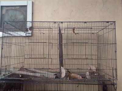 Parrots + Hens Cage