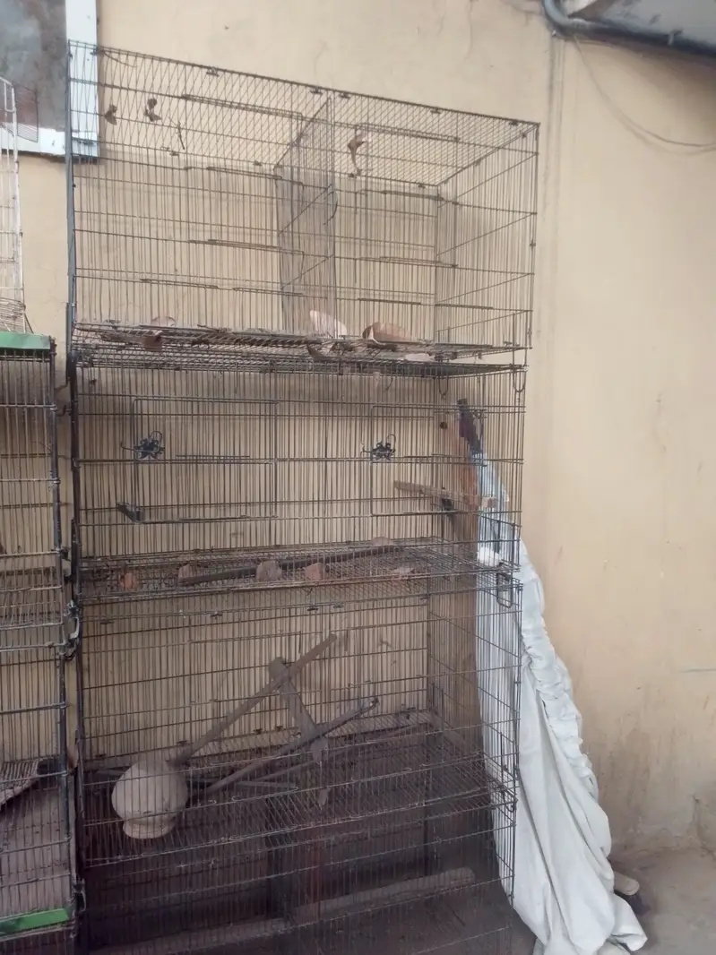 Parrots + Hens Cage — photo 2