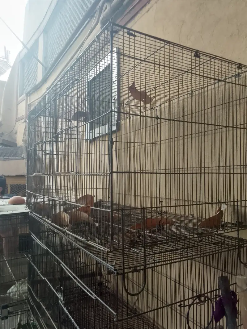 Parrots + Hens Cage — photo 3