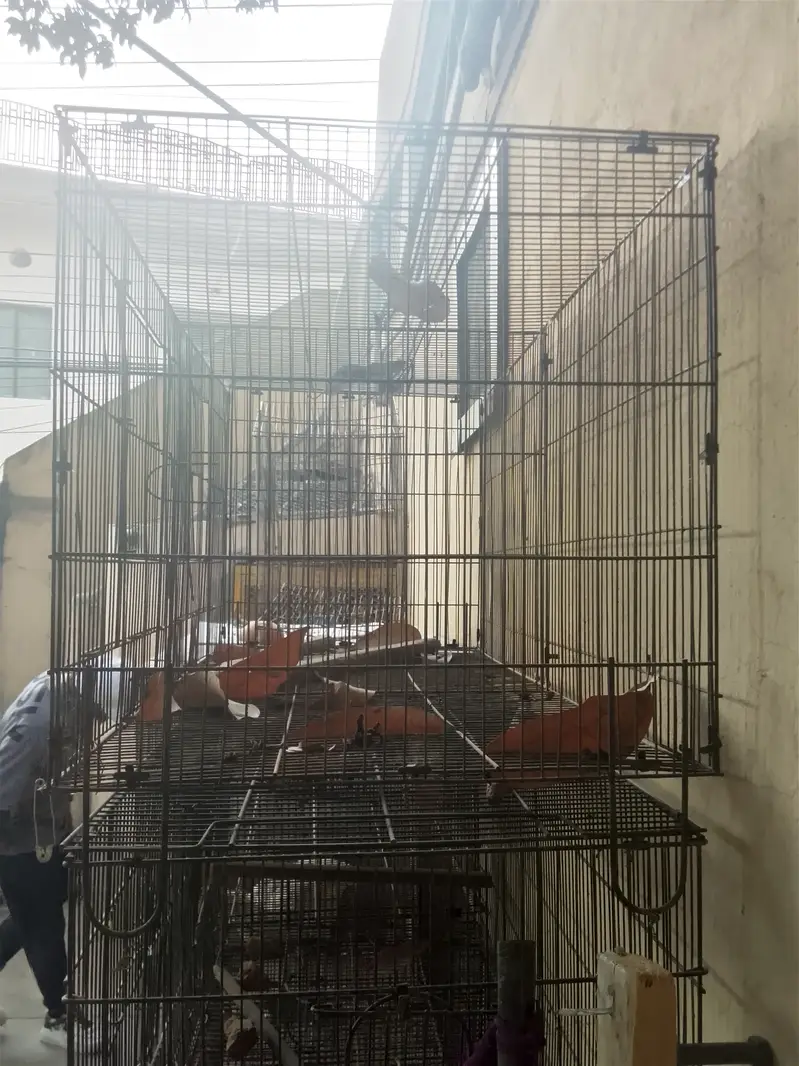 Parrots + Hens Cage — photo 4