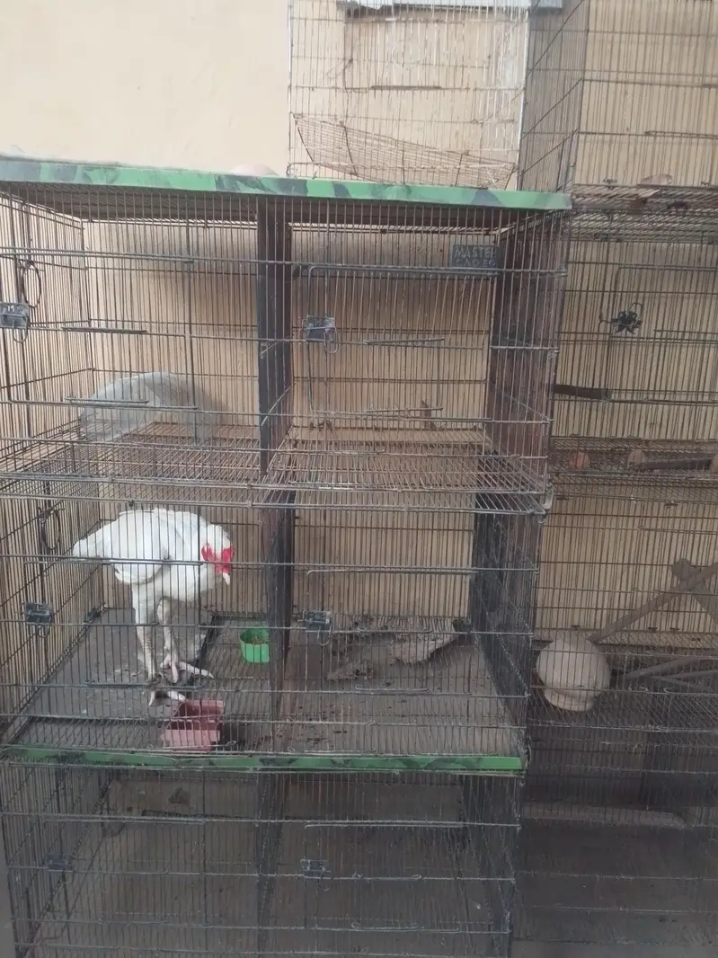 Parrots + Hens Cage — photo 5