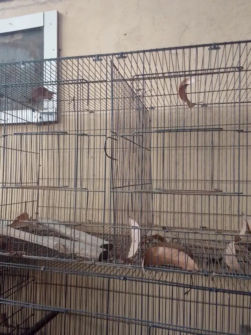 Parrots + Hens Cage — photo 6
