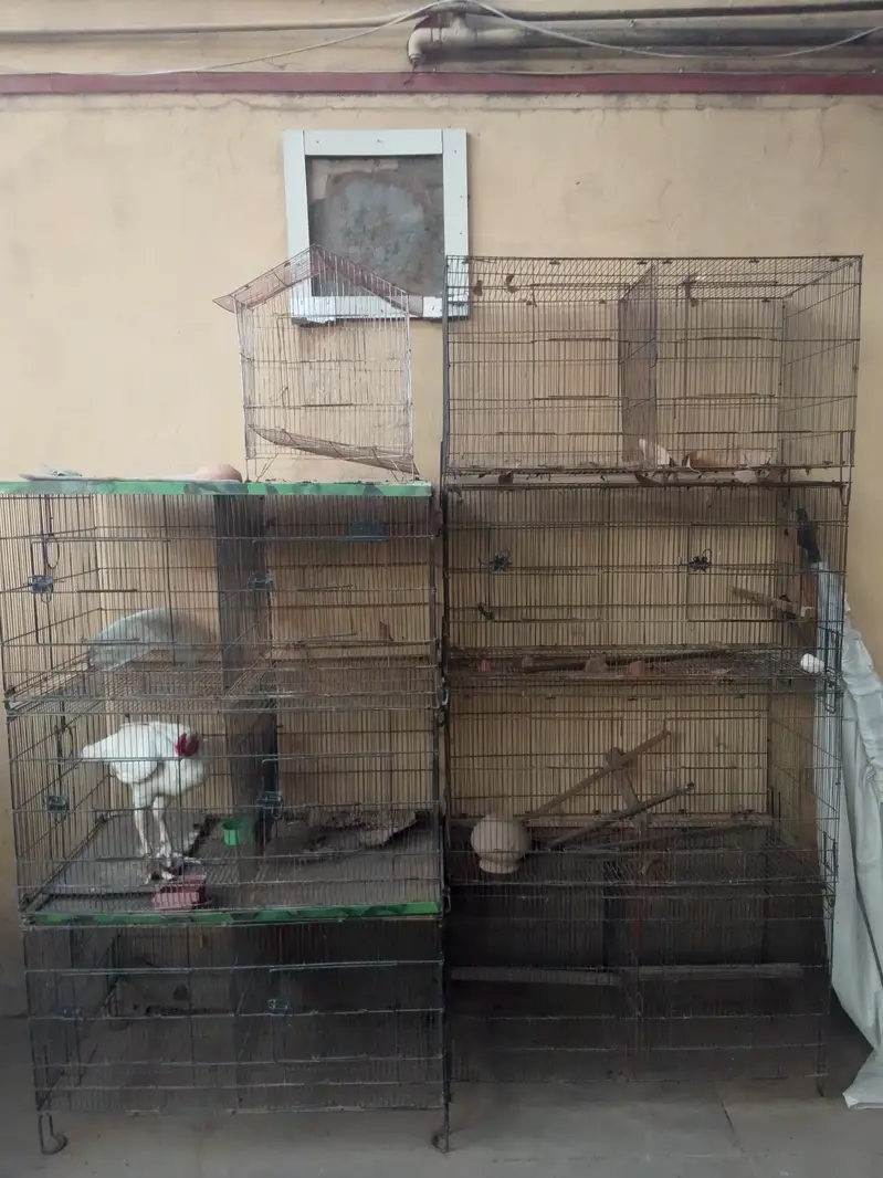 Parrots + Hens Cage — photo 7