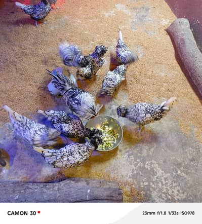 Polish chicken Females avelibal