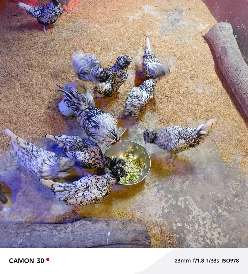 Polish chicken Females avelibal