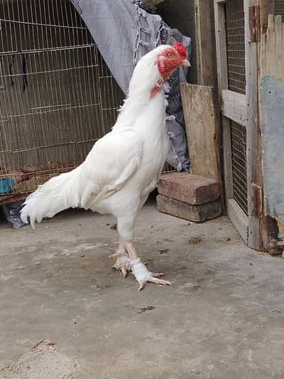 paper white Hira