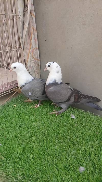 Karbalai Colour Full pigeons Available