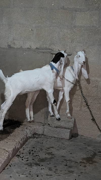 Bakri for sell