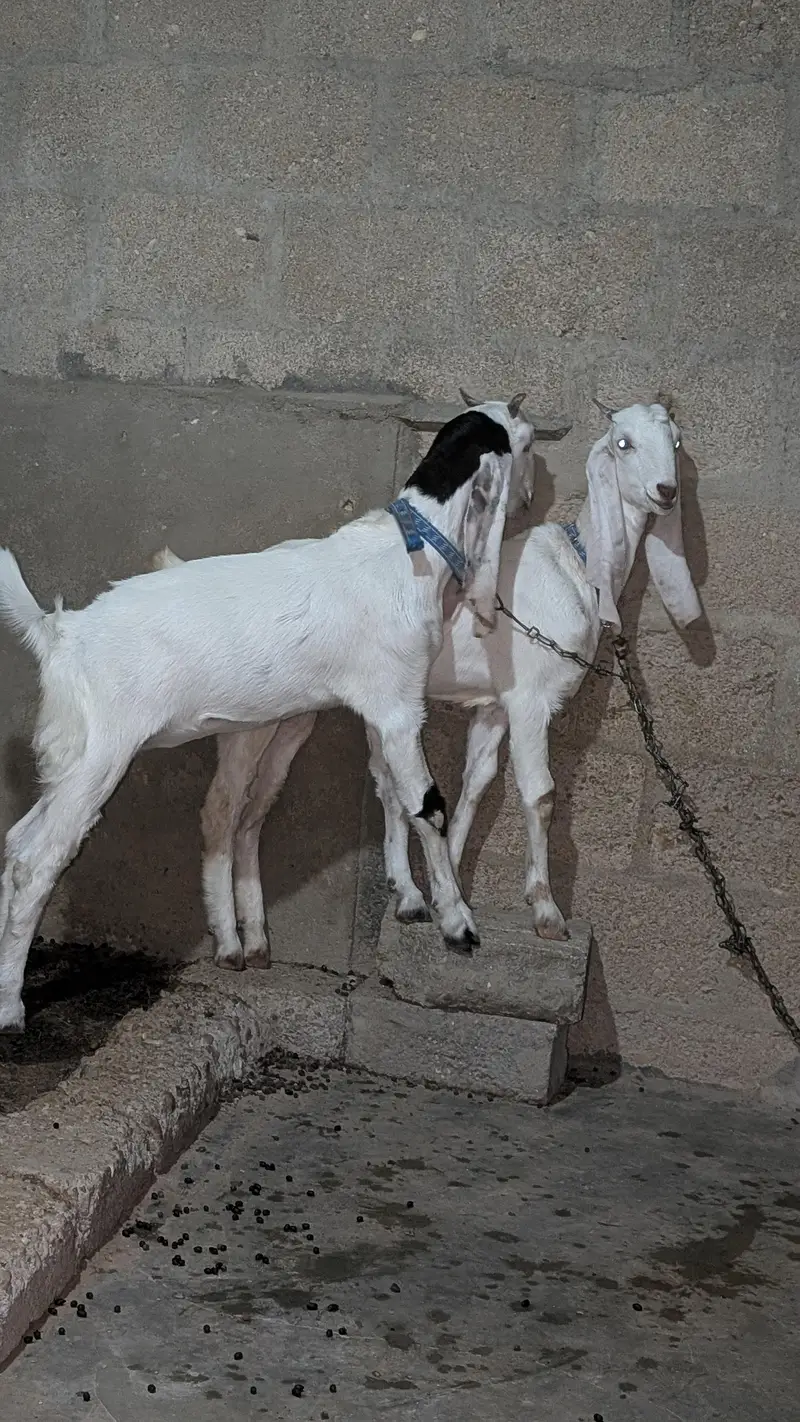 Bakri for sell