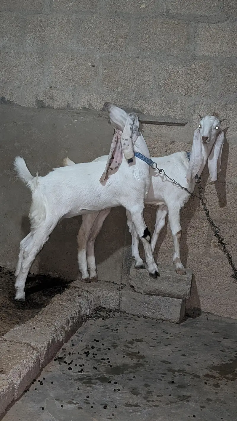 Bakri for sell — photo 2