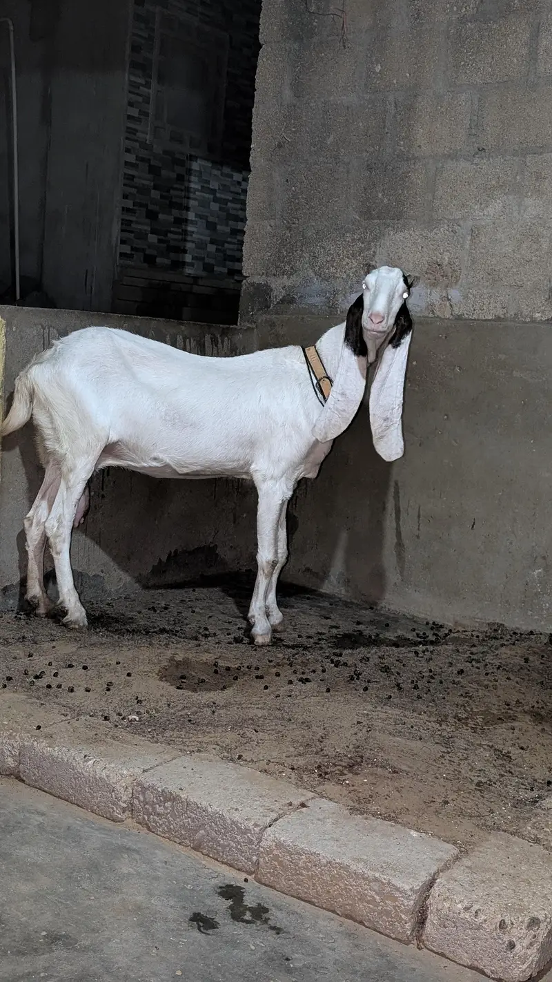Bakri for sell — photo 3
