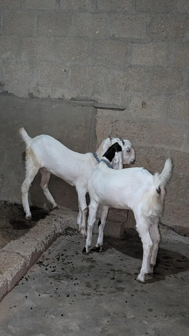 Bakri for sell — photo 4