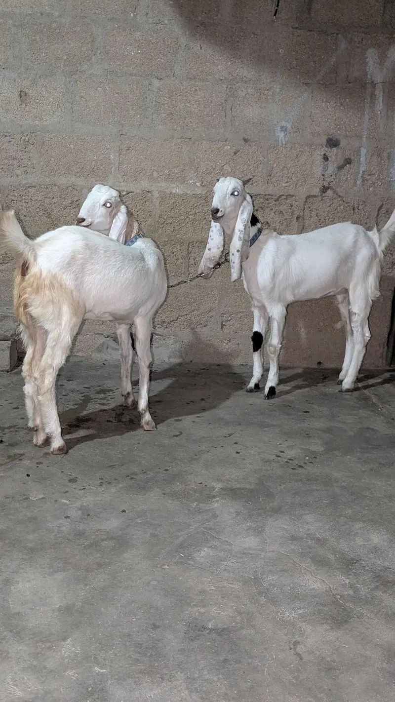 Bakri for sell — photo 5