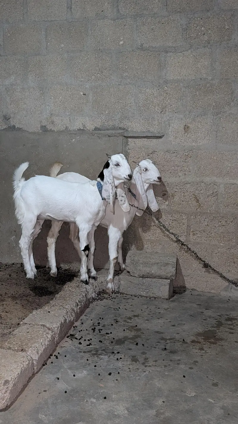 Bakri for sell — photo 6