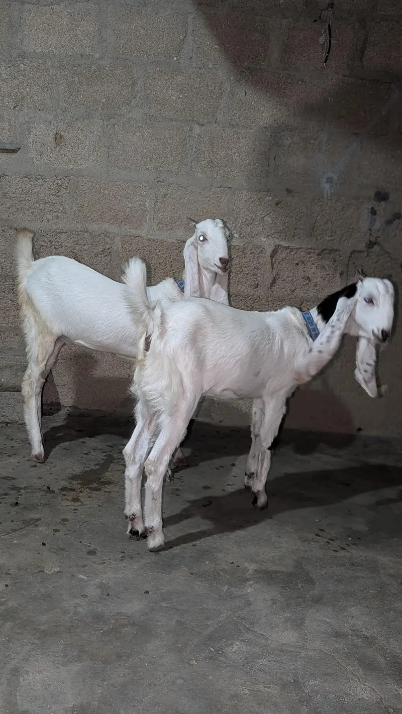 Bakri for sell — photo 7
