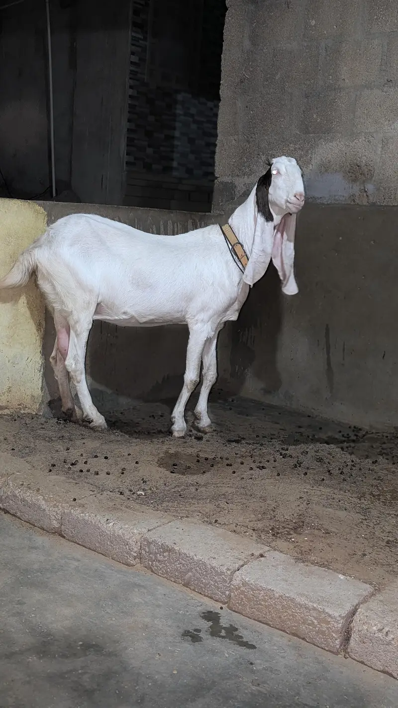 Bakri for sell — photo 8