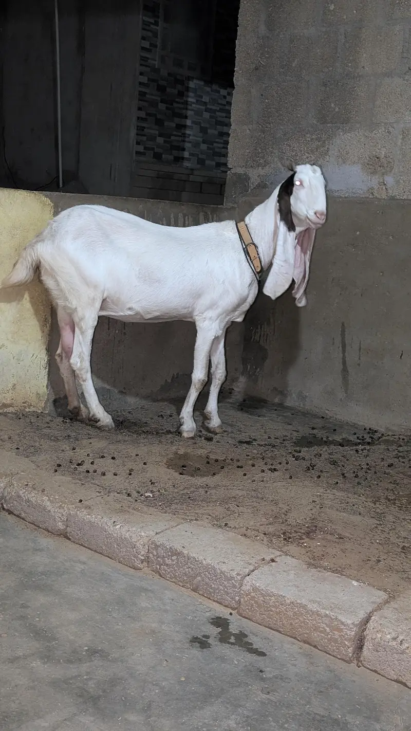 Bakri for sell — photo 9
