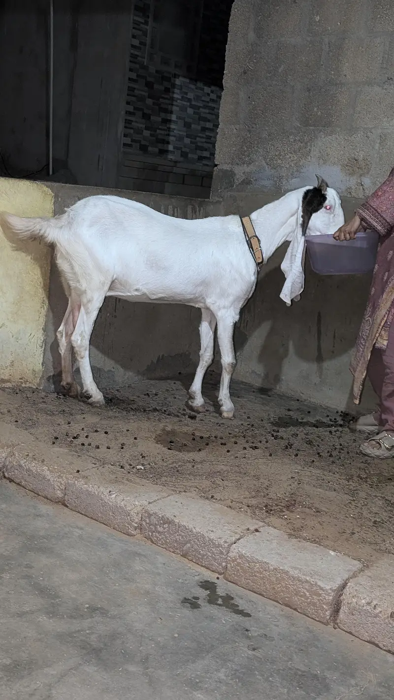 Bakri for sell — photo 10