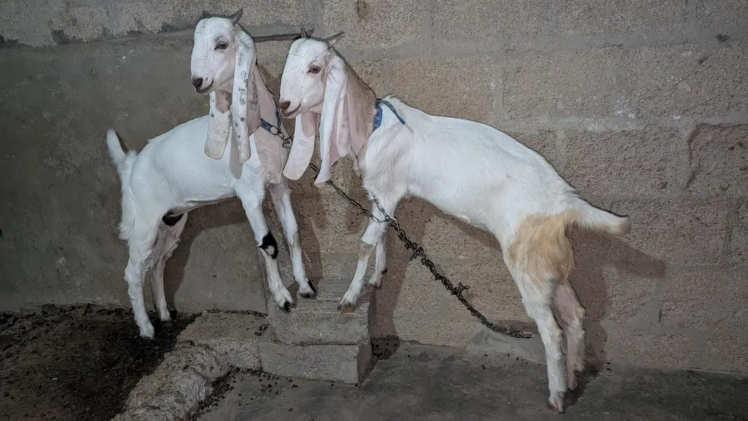 Bakri for sell — photo 11