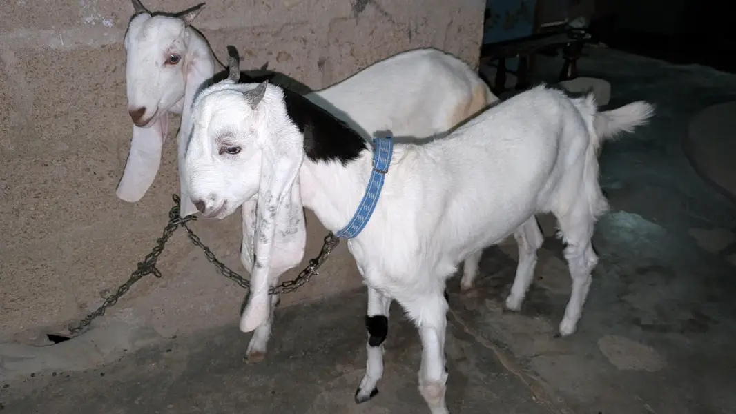 Bakri for sell — photo 12