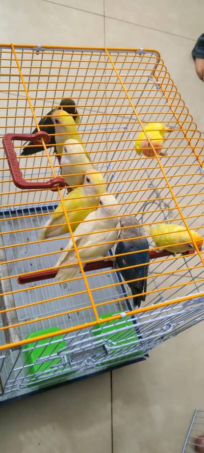 4 love birds pair with cage all set up