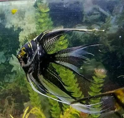 veil Tail Angel Breeder Pairs
