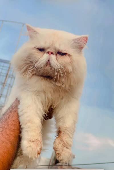 piki male cat available for matting contact 03095561812