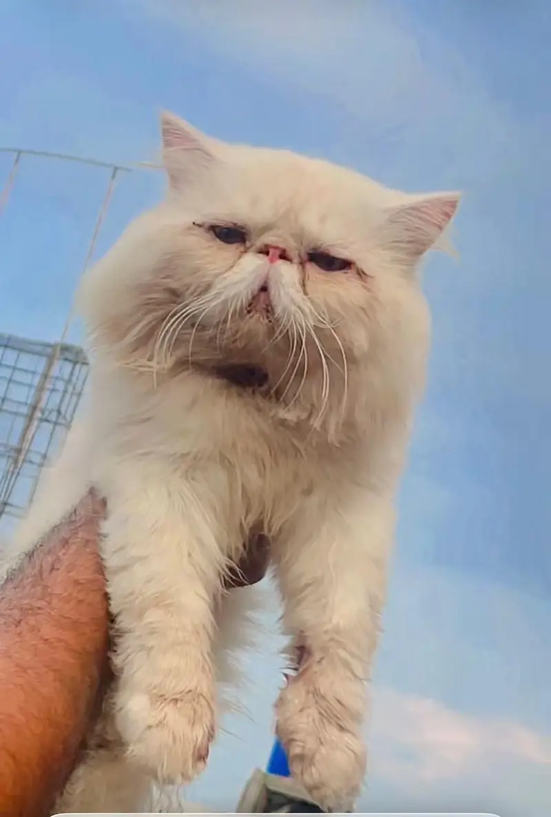 piki male cat available for matting contact 03095561812 — photo 3