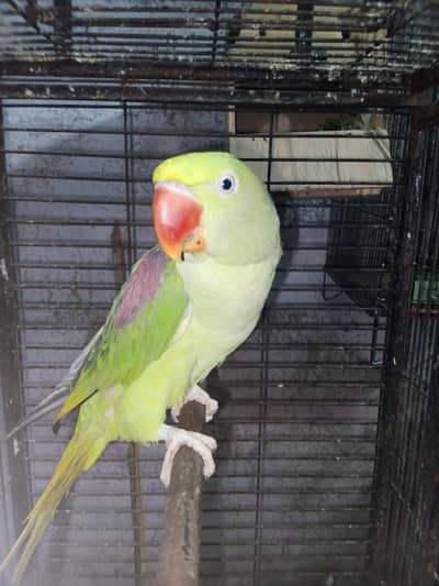 Selling female raw parrot