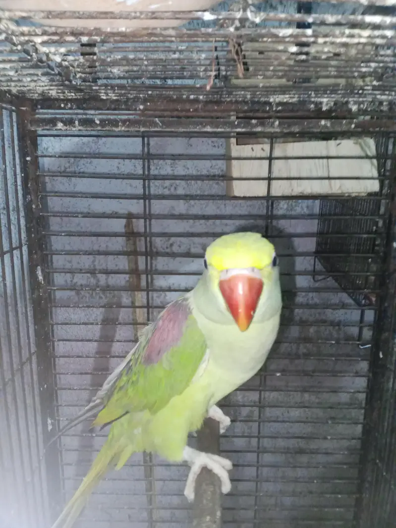 Selling female raw parrot — photo 2