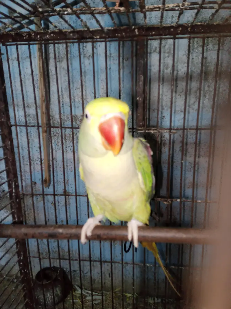 Selling female raw parrot — photo 3