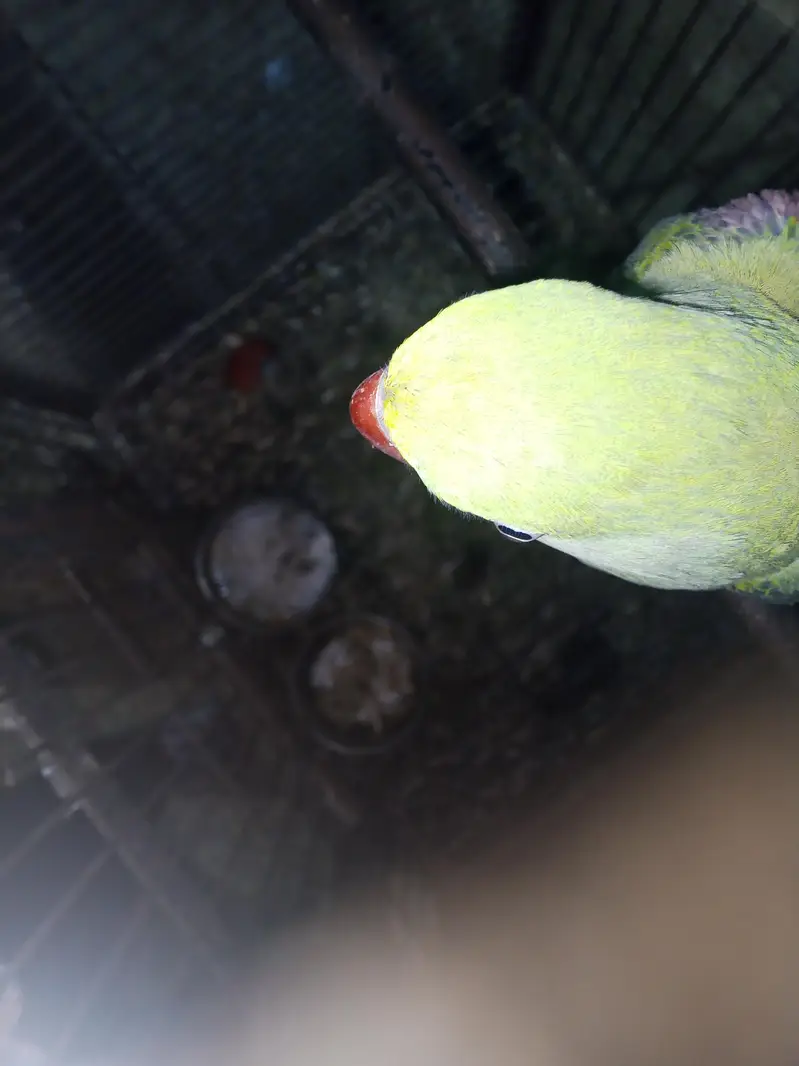 Selling female raw parrot — photo 4