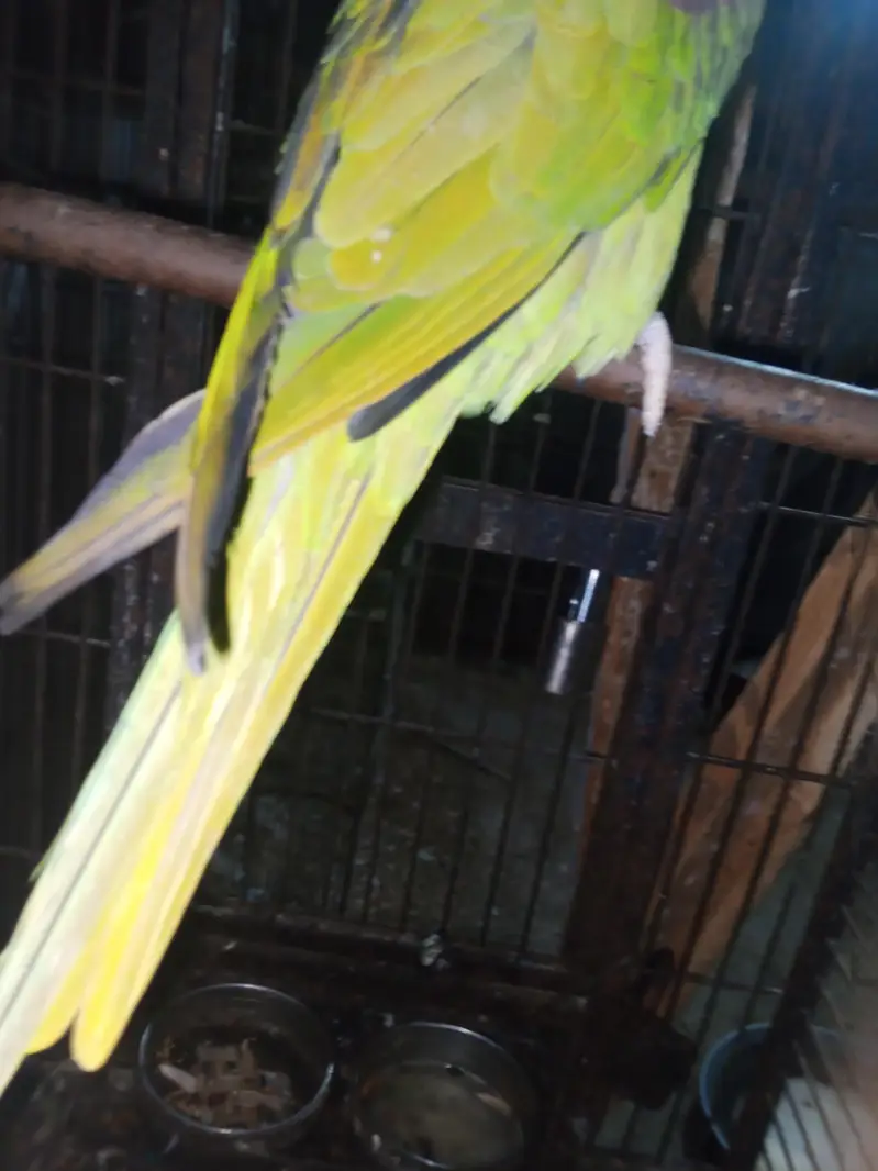 Selling female raw parrot — photo 5