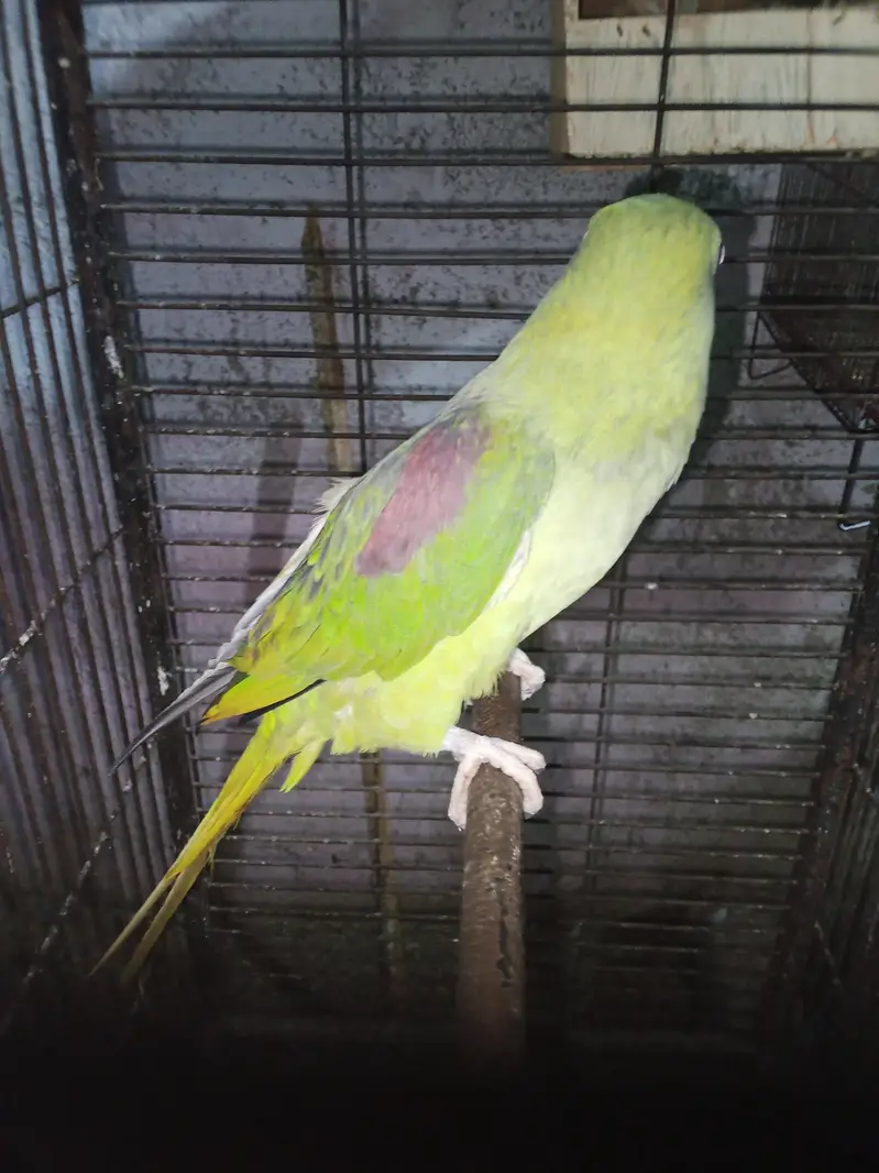 Selling female raw parrot — photo 6