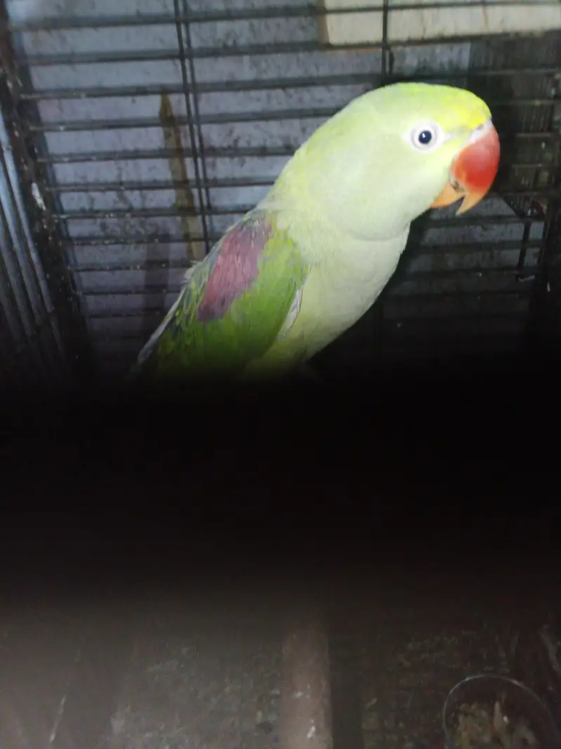 Selling female raw parrot — photo 7