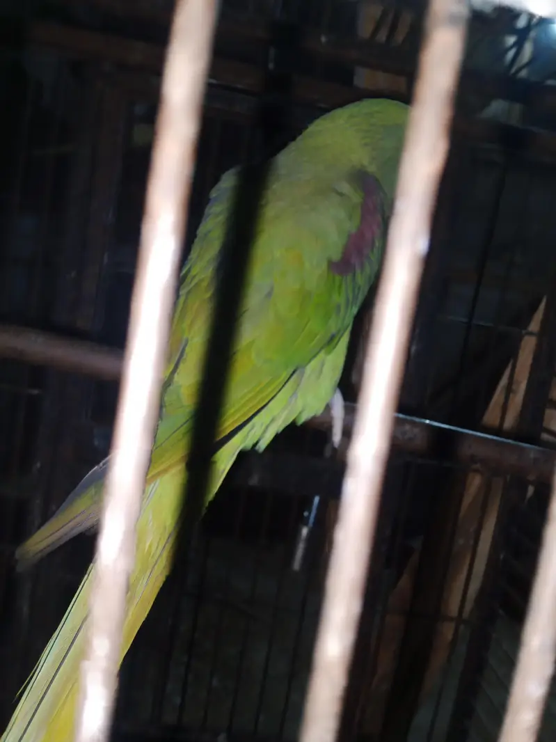 Selling female raw parrot — photo 8